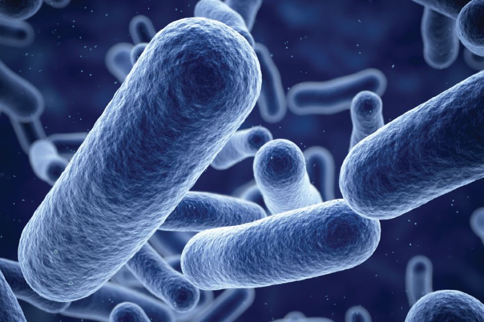 SYNPACK益生菌哪裡買的到?SYNPACK認證的益生菌有什麼特色?